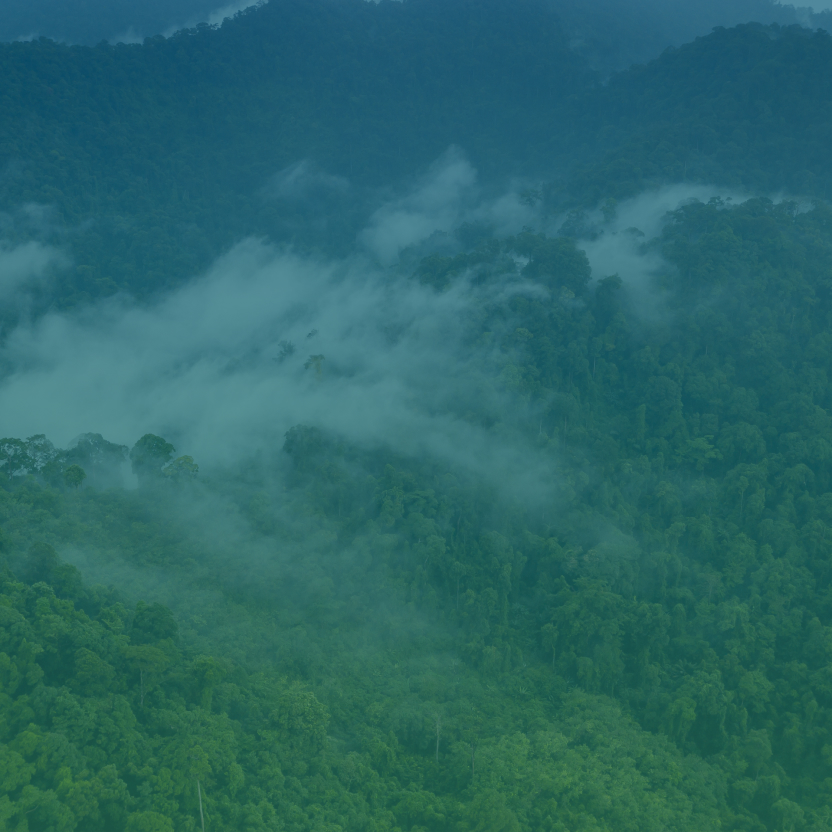 Forest skyline